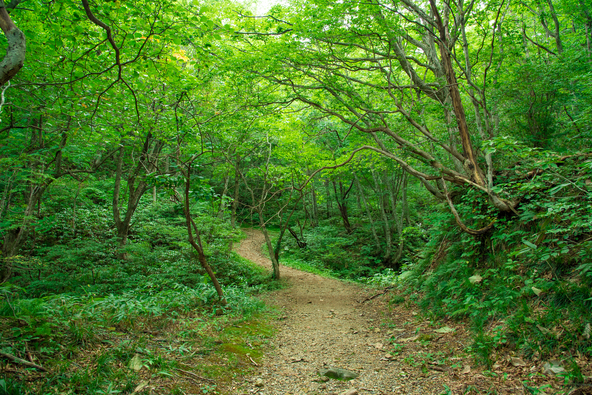 三国山の登山道(画像提供:Yuki(ユウキ) / PIXTA)