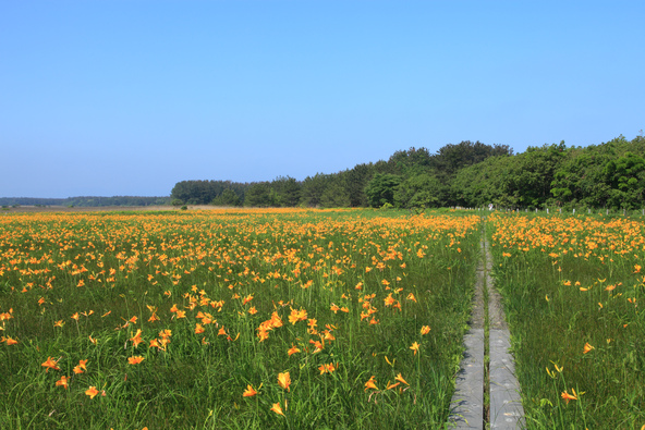 晴れた日には青空を背景に“黄色い花のじゅうたん”がどこまでも広がります