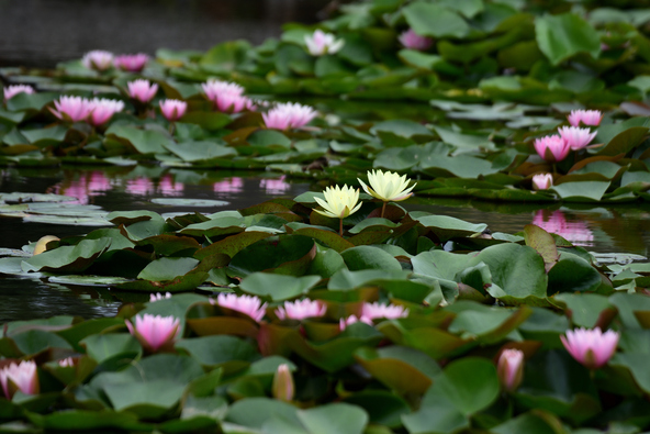 「唐比ハス園」に咲く睡蓮(画像提供:むら智 / PIXTA)