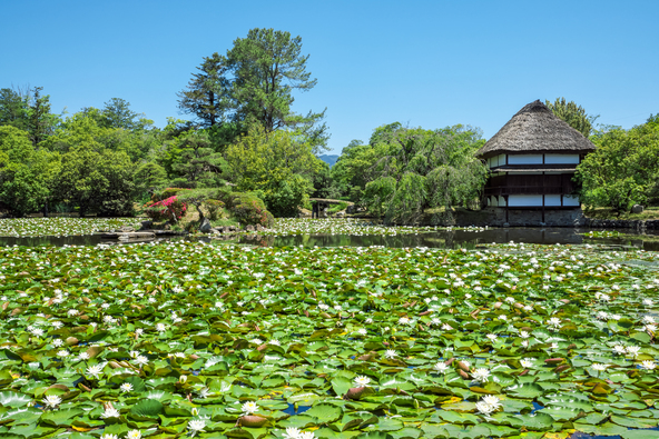 白い睡蓮と緑の葉が広がる風景が涼しげ(画像提供:池田ひろゆき / PIXTA)