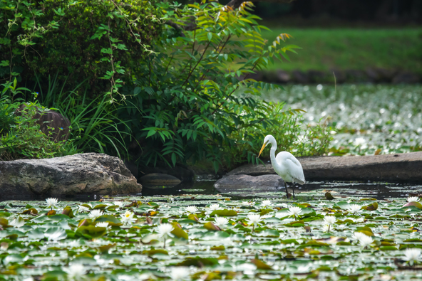 水鳥の姿も(画像提供:池田ひろゆき / PIXTA)