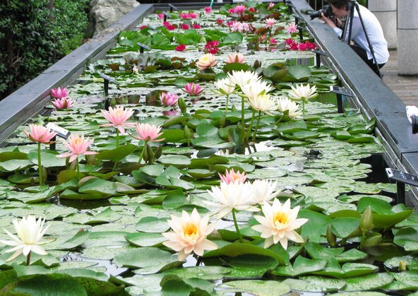 顔を近づけて香りを感じ、花を観察できる「スイレン水槽」