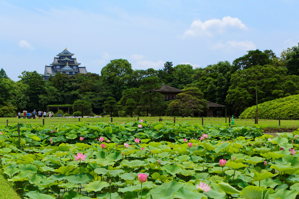 国内屈指の名園で、蓮の花を満喫
