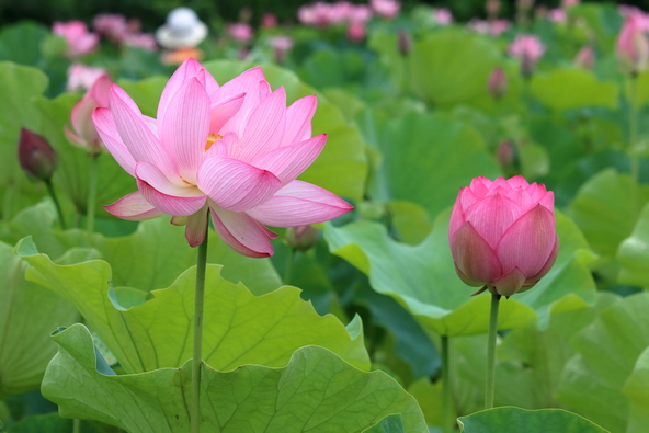 「蓮池公園」に咲く見事な蓮(画像提供:mitu / PIXTA)