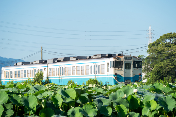 レンコン畑と列車が走行するのどかな風景(画像提供:M-Picking / PIXTA)