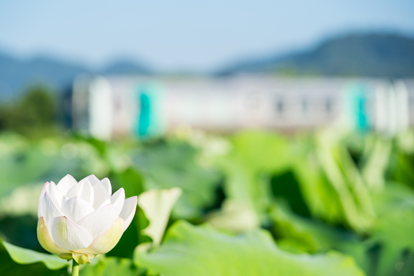 列車を背景に咲く蓮の花(画像提供:M-Picking / PIXTA)