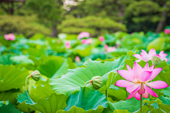 蓮の花と葉に覆われた、夏の“蓮池”(画像提供:KinkinMK / PIXTA)