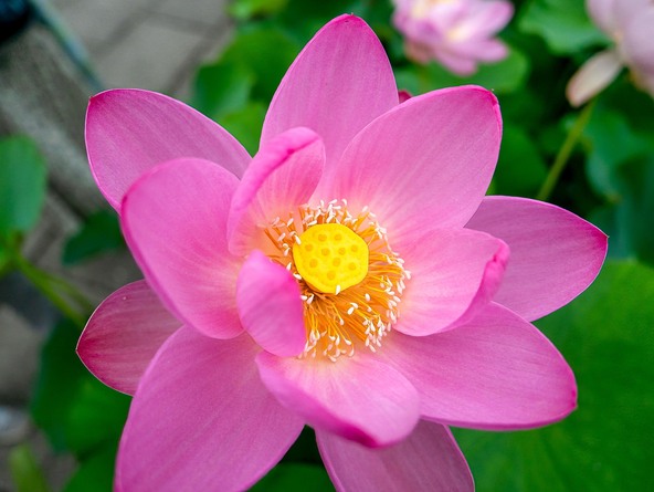 1,000年の時を超えて蘇った蓮の花(画像提供:onecolor / PIXTA)