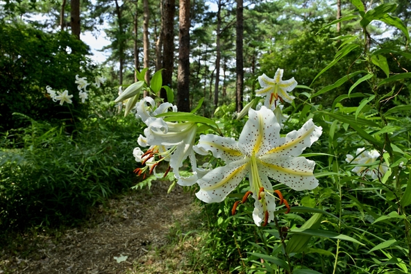 夏の森林公園を彩る山百合(画像提供:はすまん / PIXTA)