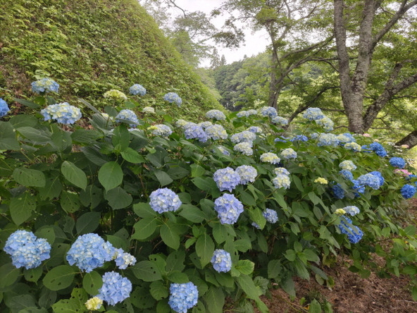 2026年6月19日の様子