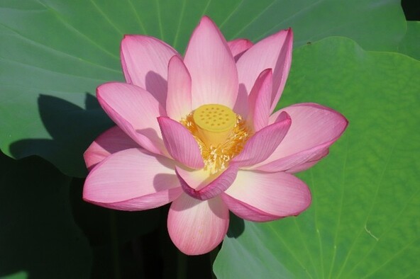 「小石川後楽園」に咲く蓮(過去の開花時の様子)