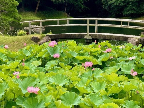 見頃の時期の蓮池