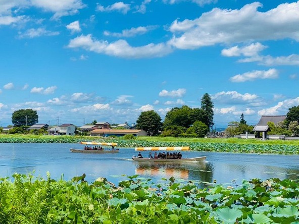 花ハス遊覧船で絶景を楽しもう!