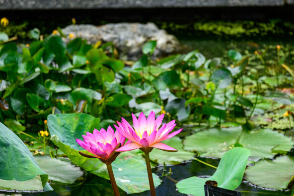 「咲くやこの花館」に咲く熱帯スイレン(画像提供:Matuyan / PIXTA)