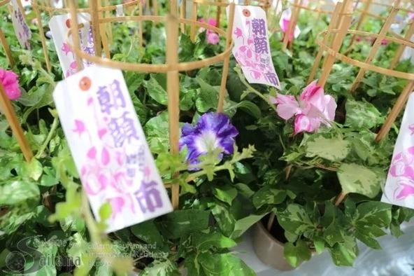 岩槻特産の朝顔の即売市です
