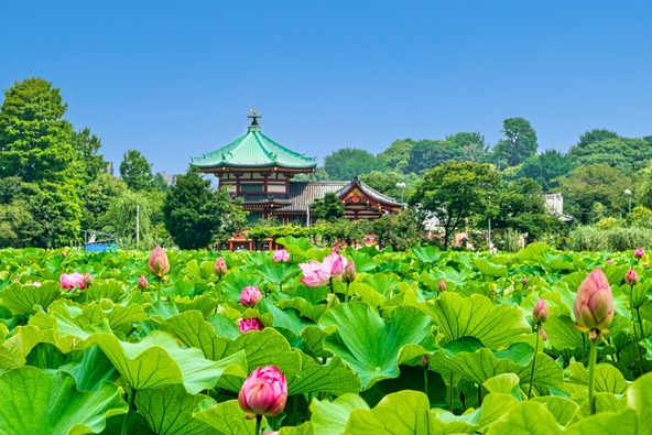 蓮が咲き誇る不忍池と、シンボルの弁天堂(画像:Masa/PIXTA)