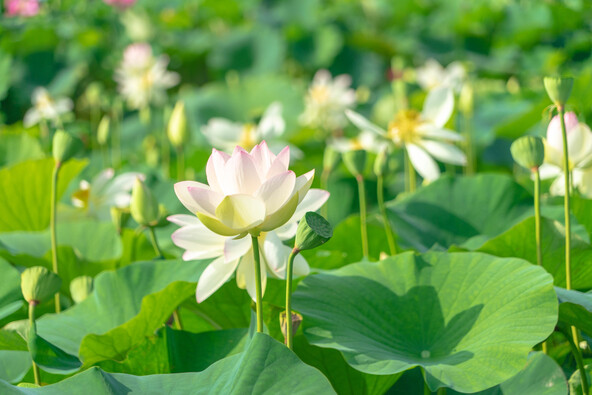 緑地帯を散策しながら花を楽しめます