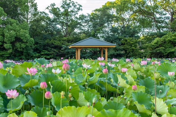 見頃の時期の「星名池」(画像提供:yako / PIXTA)