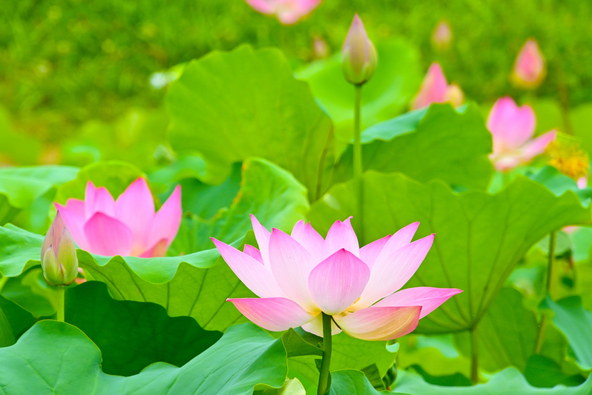 「星名池」に咲く見事な蓮の花(画像提供:t.mas / PIXTA)