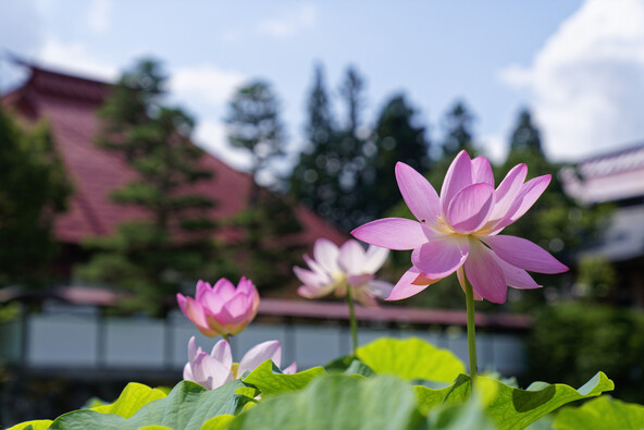 約10万株の蓮が咲く「稲泉寺」