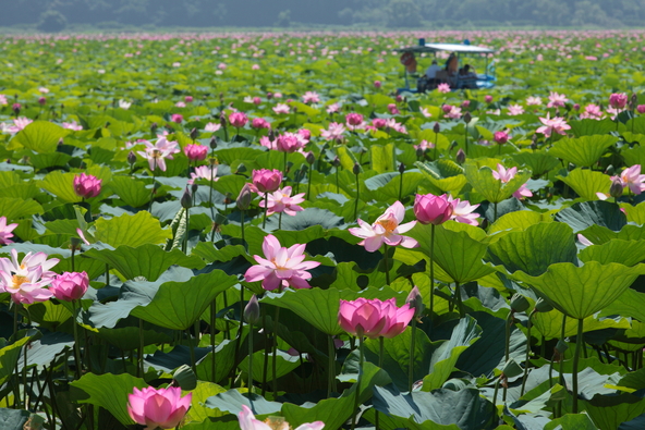 遊覧船から蓮の花を愛でる特別な体験です(画像提供:lotus / PIXTA)