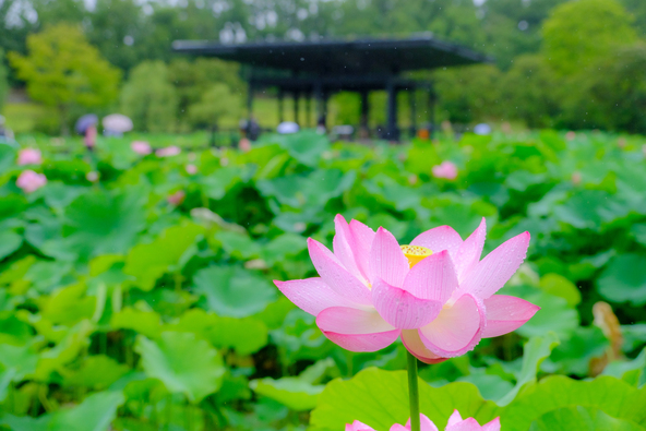 雨の朝に咲く蓮の花は、いっそう幻想的(画像提供:クニ・ヒロ / PIXTA)
