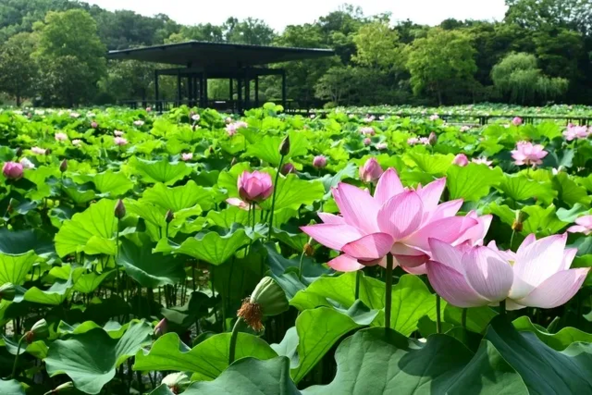 親子で早起きをして、美しく咲く蓮の花を観察してみては(画像提供:万博記念公園マネジメント・パートナーズ