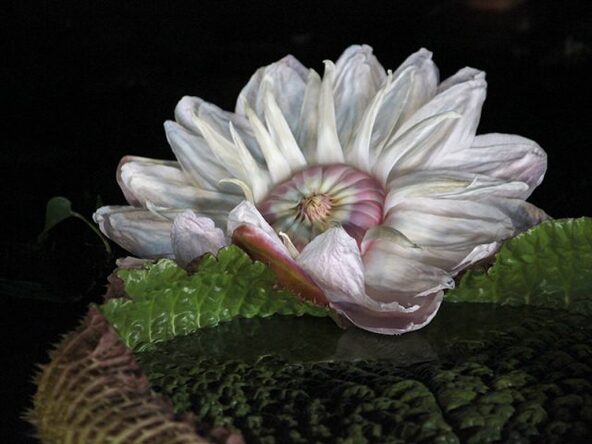 パラグアイオニバスの花は、開花から2日間、夜間しか見られません