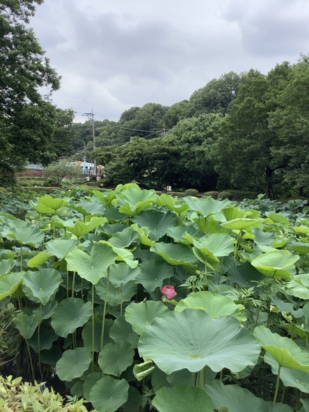 2026年7月6日の様子