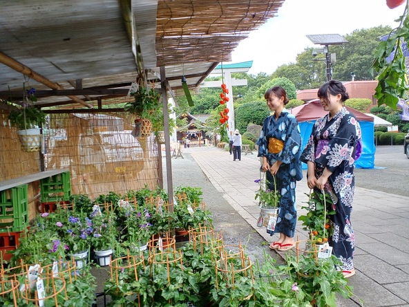 7月11日(土)・12日(日)には「ほおずき市」を開催!