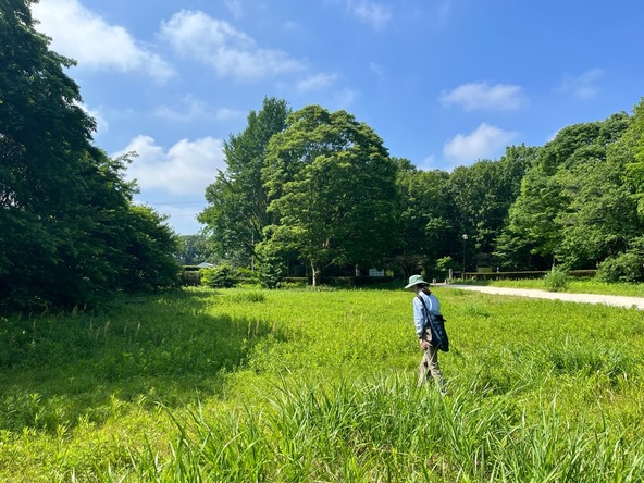 バッタ野原の様子