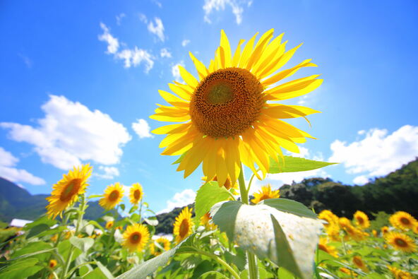 三尾山の麓に広がる花畑と、どこか懐かしい里山風景が織りなす夏の絶景(画像提供:丹波市)