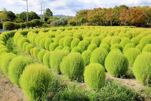 緑のコキアも夏の見どころ(画像提供:サム / PIXTA)