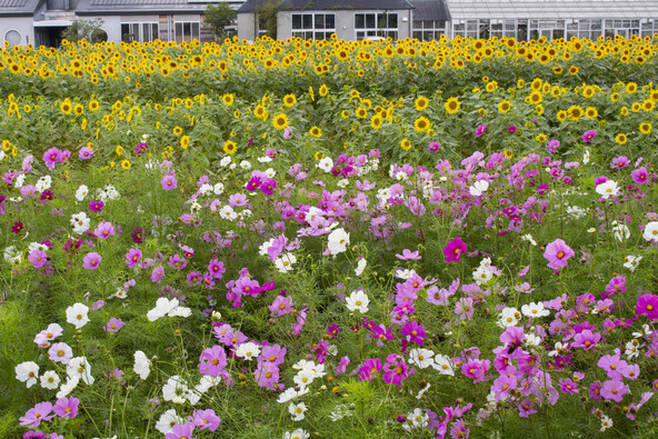 季節ごとに多彩なお花が楽しめる道の駅(画像提供:kt-okano / PIXTA)