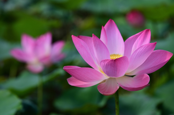 夏の朝に咲く古代蓮の様子(画像提供:atsushi / PIXTA)