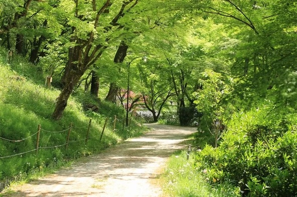 青モミジが渓谷を彩る夏の「香嵐渓」