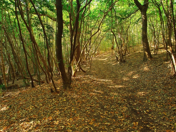 木漏れ日が心地よい竹林散策路(画像提供:ホーリー / PIXTA)