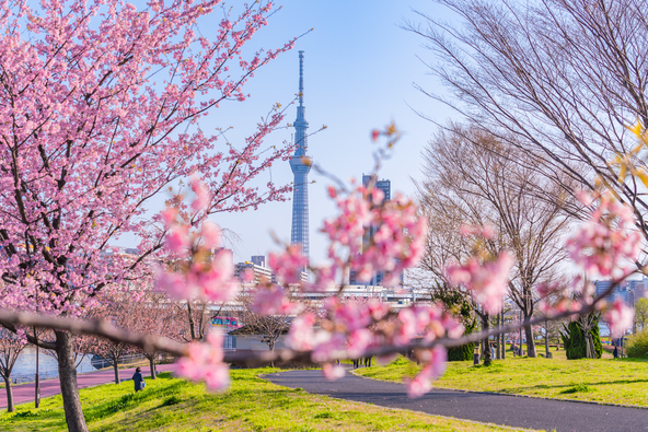 大寒桜・陽光・寒緋桜といった早咲き桜もあり、長く桜が楽しめます