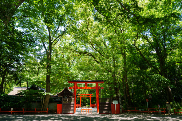 豊かな緑に囲まれた鳥居(画像提供:humihiko67 / PIXTA)