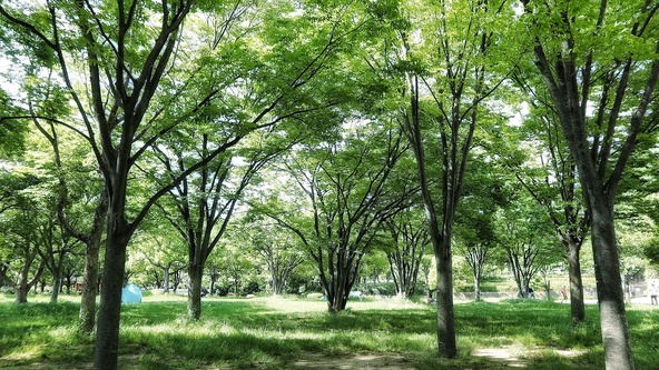 1990年の「花博記念公園鶴見緑地」の跡地を整備した園内(画像提供:流花 / PIXTA)