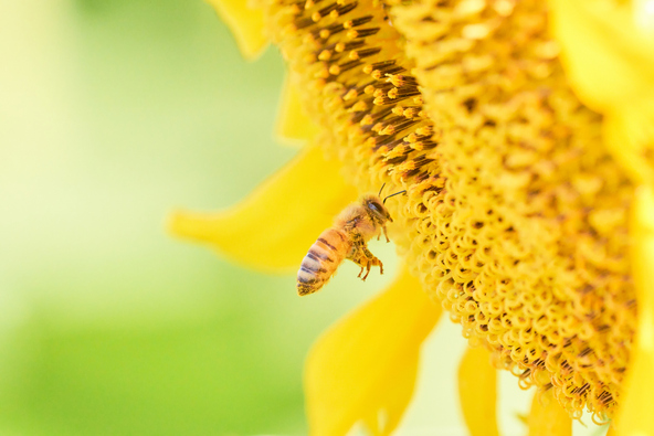 向日葵の花を訪れるミツバチ(画像提供:NUS / PIXTA)