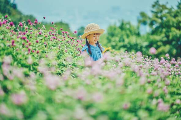 センニチコウのピンクとひまわりのビタミンカラーが可憐に重なり合います