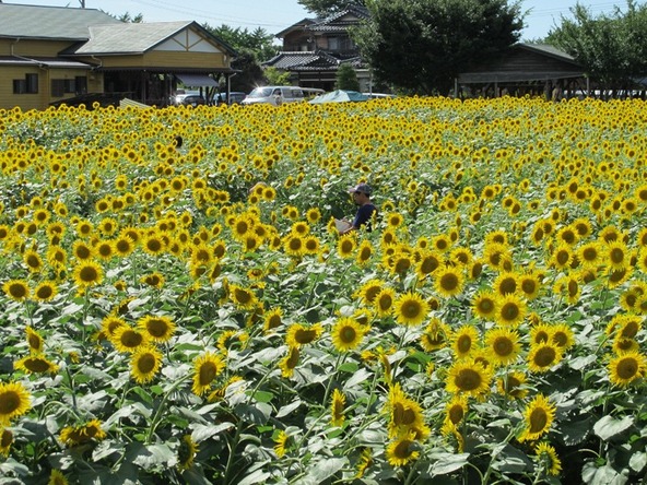 画像提供:加賀市観光情報センター