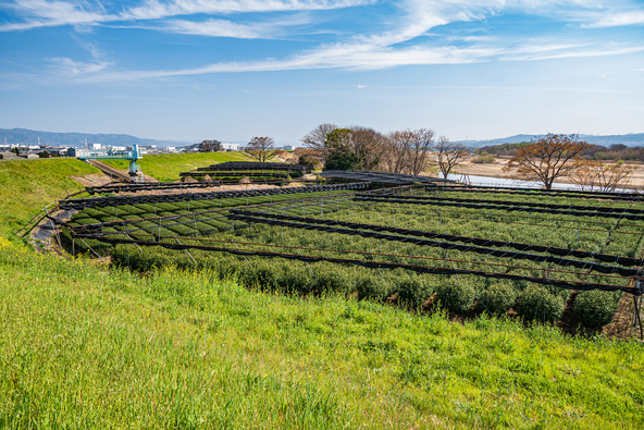 日本遺産「浜台の茶園」(画像提供:いってき / PIXTA)