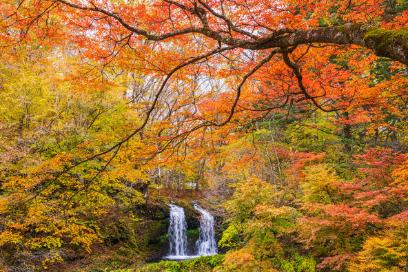 多くの滝が、紅葉狩りスポットしても人気(画像提供:ばりろく / PIXTA)※画像はイメージです