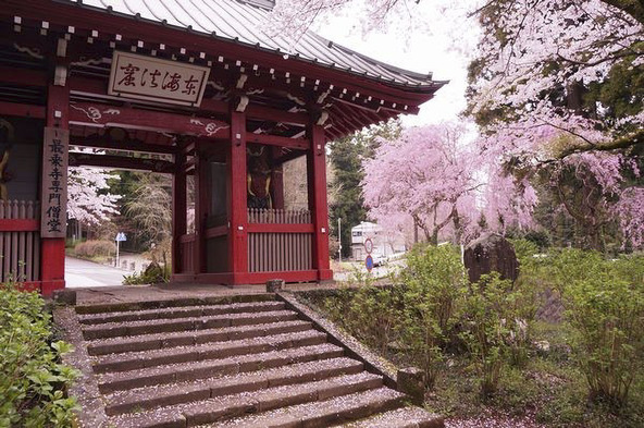 シダレサクラの名所としても知られる「大雄山 最乗寺」(出典:南足柄市プレスリリース)