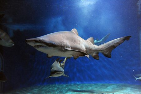 シロワニやクロヘリメジロなど大型の迫力あるサメを見ることができる。
