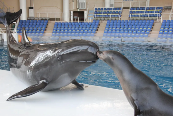 かわいい海の生き物たちと出会えます