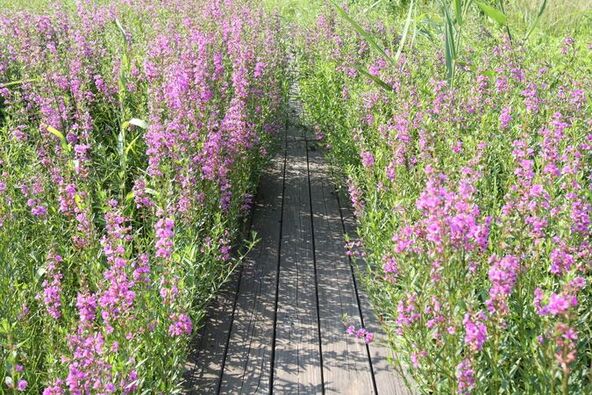 サギソウ以外にも、多彩な植物を観察できます(画像提供:愛媛県観光物産課、愛媛県観光物産協会)