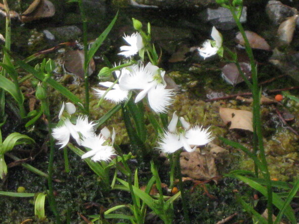 過去の開花時の様子(画像提供:yukimi / PIXTA)